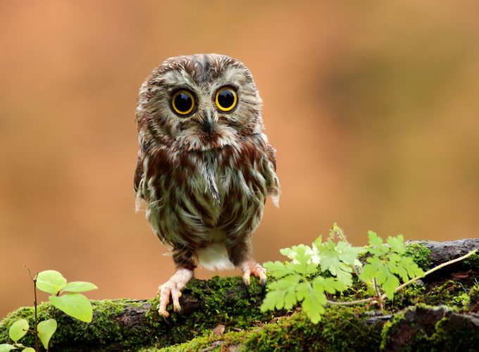 Wallpaper Owl, chicken, forest, eyes, Animals 885483912